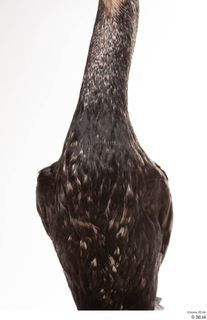 Double-crested cormorant Phalacrocorax auritus chest neck 0001.jpg